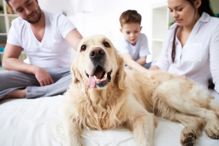 Wondering How Long Are Golden Retrievers Pregnant? Get the Facts Here!