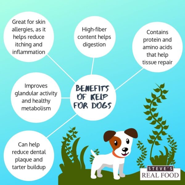 Dog Food With Kelp: Is It Good for Your Furry Friends Health?