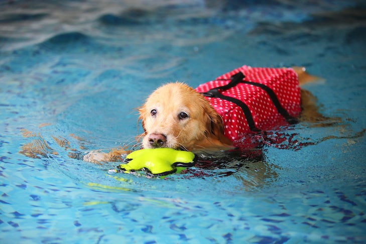 What is Water Therapy for Dogs? Easy Guide to Help Your Dog Swim