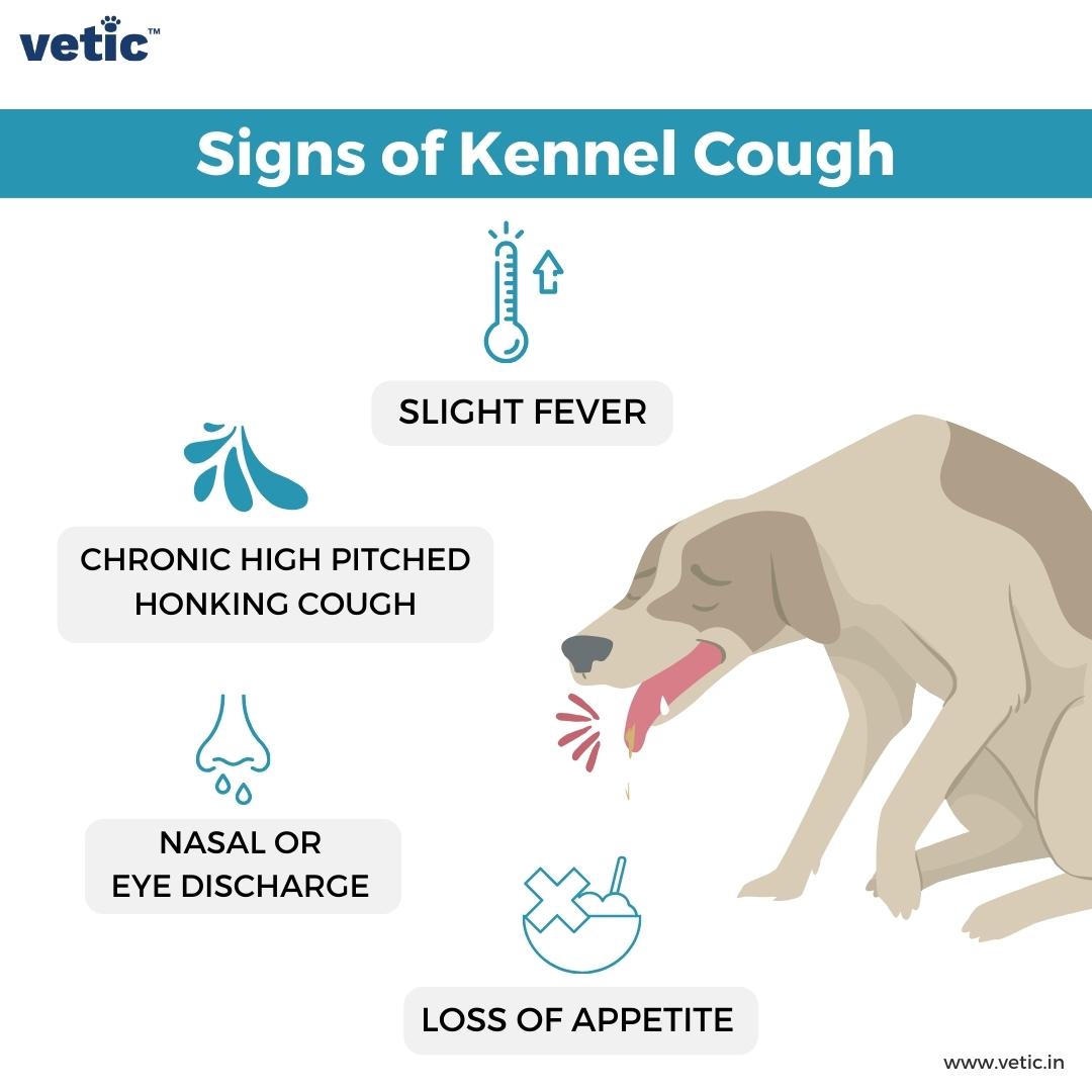 Tracheal Collapse vs Kennel Cough: How to Tell the Difference Between These Two Conditions?
