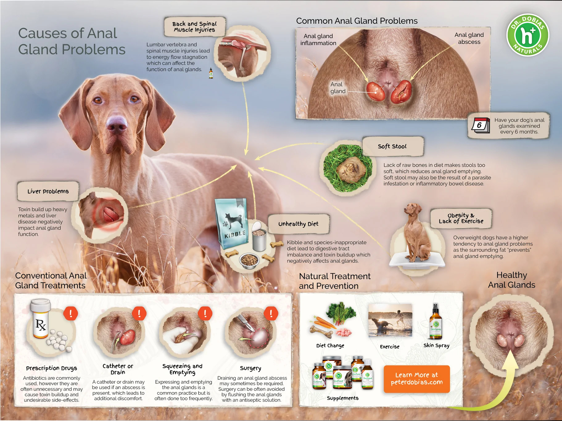Labrador Retriever Anal Glands: How to Keep Them Healthy.