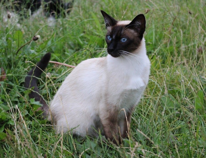Chocolate Point Siamese Cats: A Guide to Their Personality and Care!