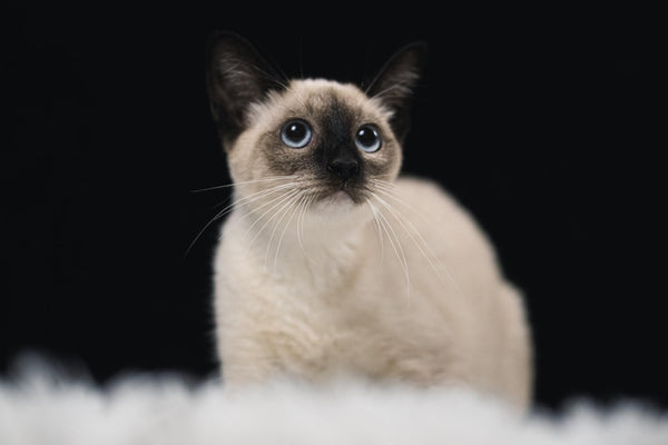 Why are Siamese cats so vocal? Here are easy ways to manage their meowing!