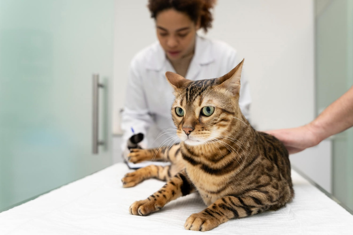 Do Indoor Cats Need Worming? Vet Advice to Keep Your Feline Friend Healthy!