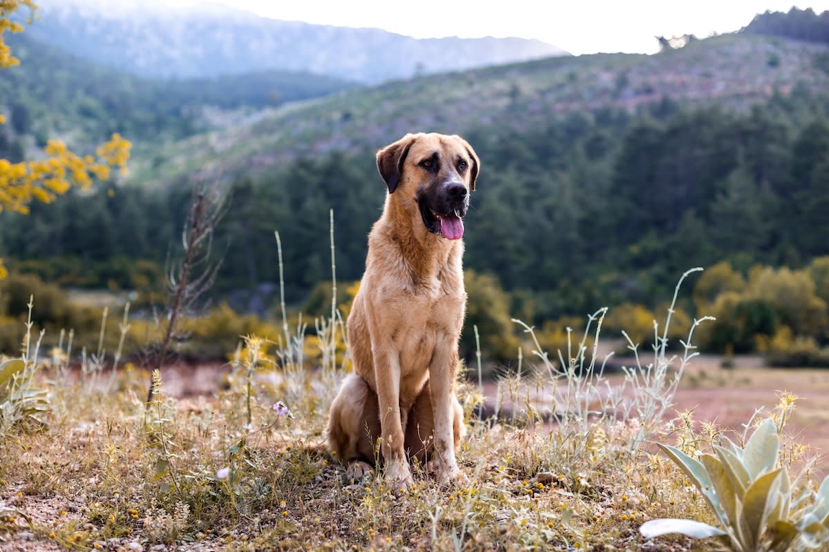 Anatolian Shepherd Dog News: Read All About It Here, Get the Hottest News