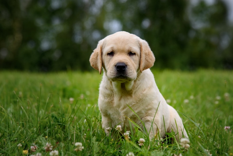 Best Labrador Retriever for Sale in Indiana: Top Breeders Listed Now!
