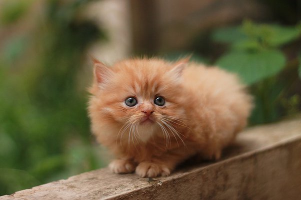 Persian Cat Breed Price: How Much Do These Fluffy Kitties Cost? Find Out Here!