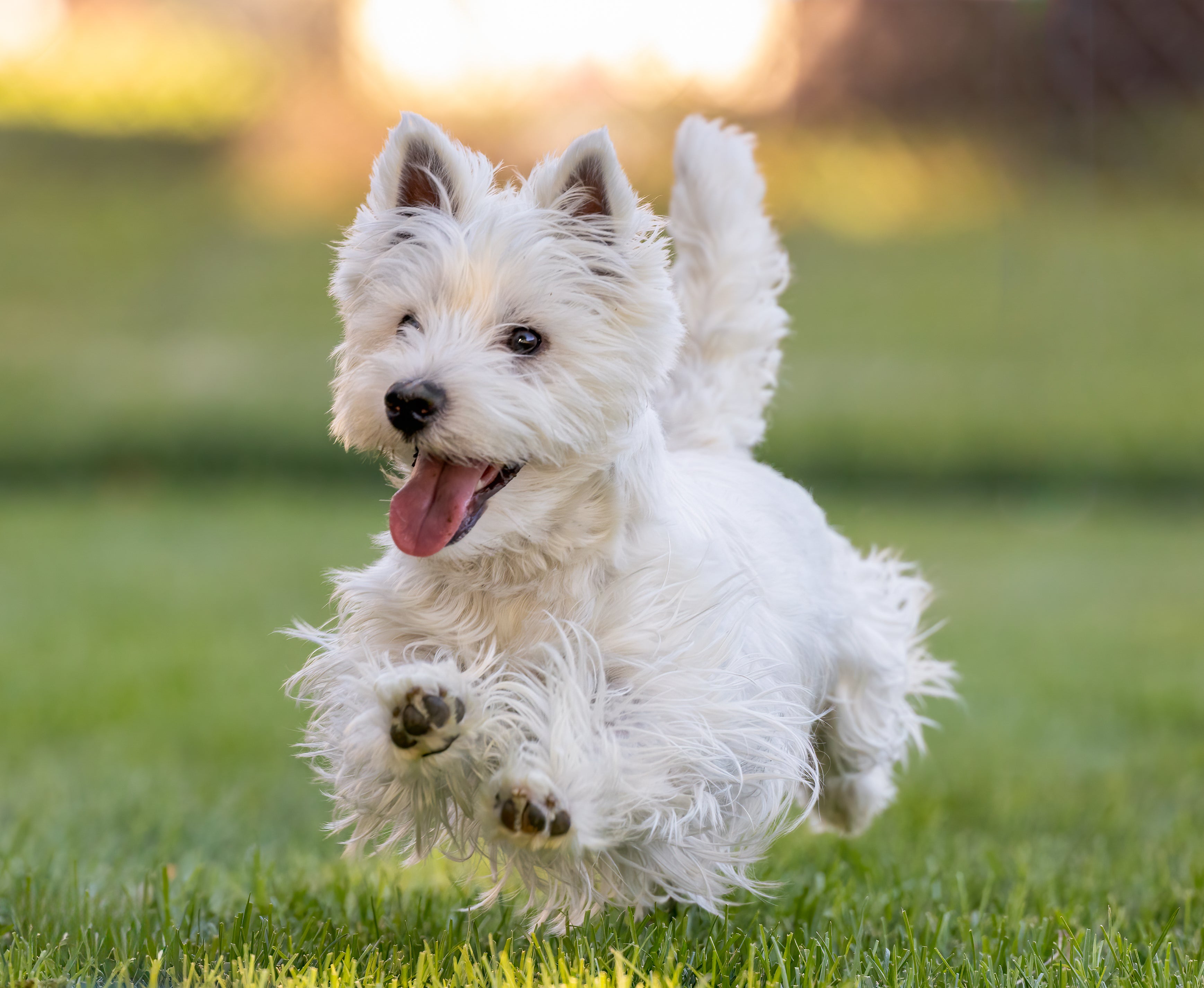 West Highland White Terrier News: Stay in the Know! All the Latest Happenings with These Fluffy Friends!