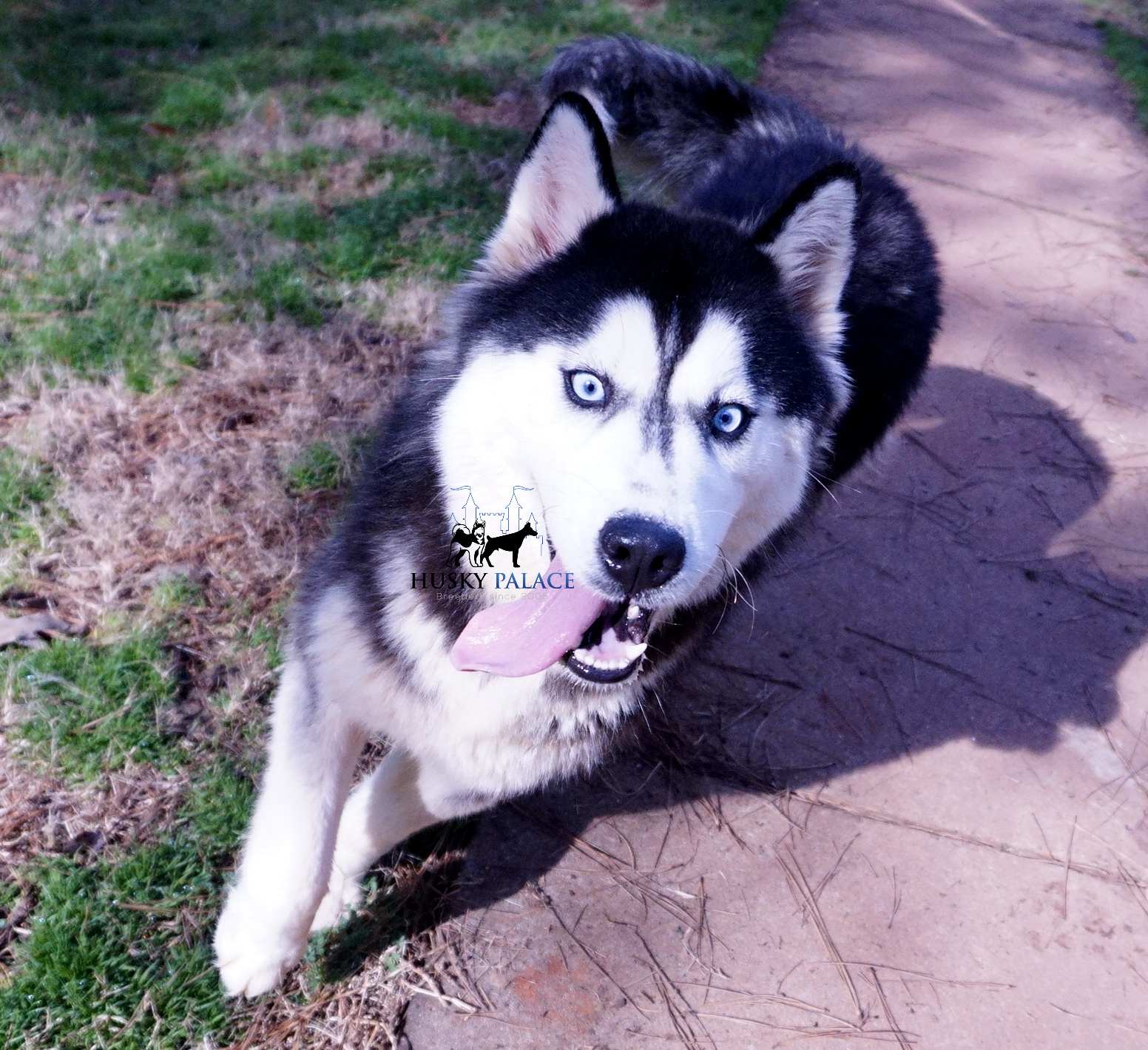 Top Siberian Husky Champion Bloodlines: Everything You Need to Know!