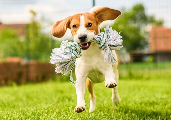 Best Dog Rope With Bone: Which One Should You Get? Check Out Our Top Picks!