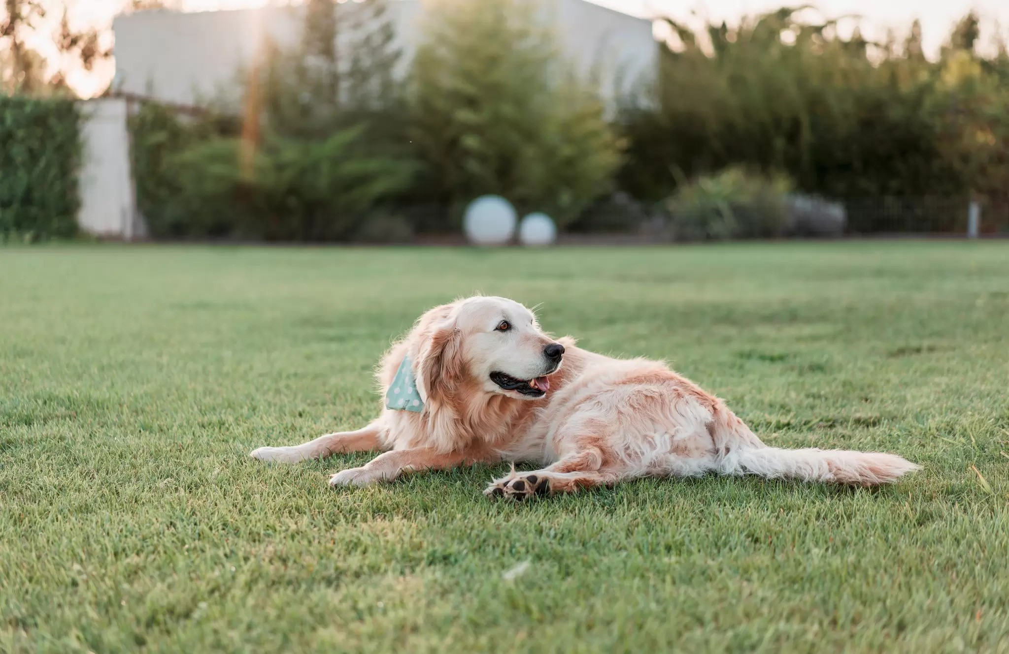 Pet Safe Lawn Weed and Feed Guide: Protecting Your Pets and Your Lawn!