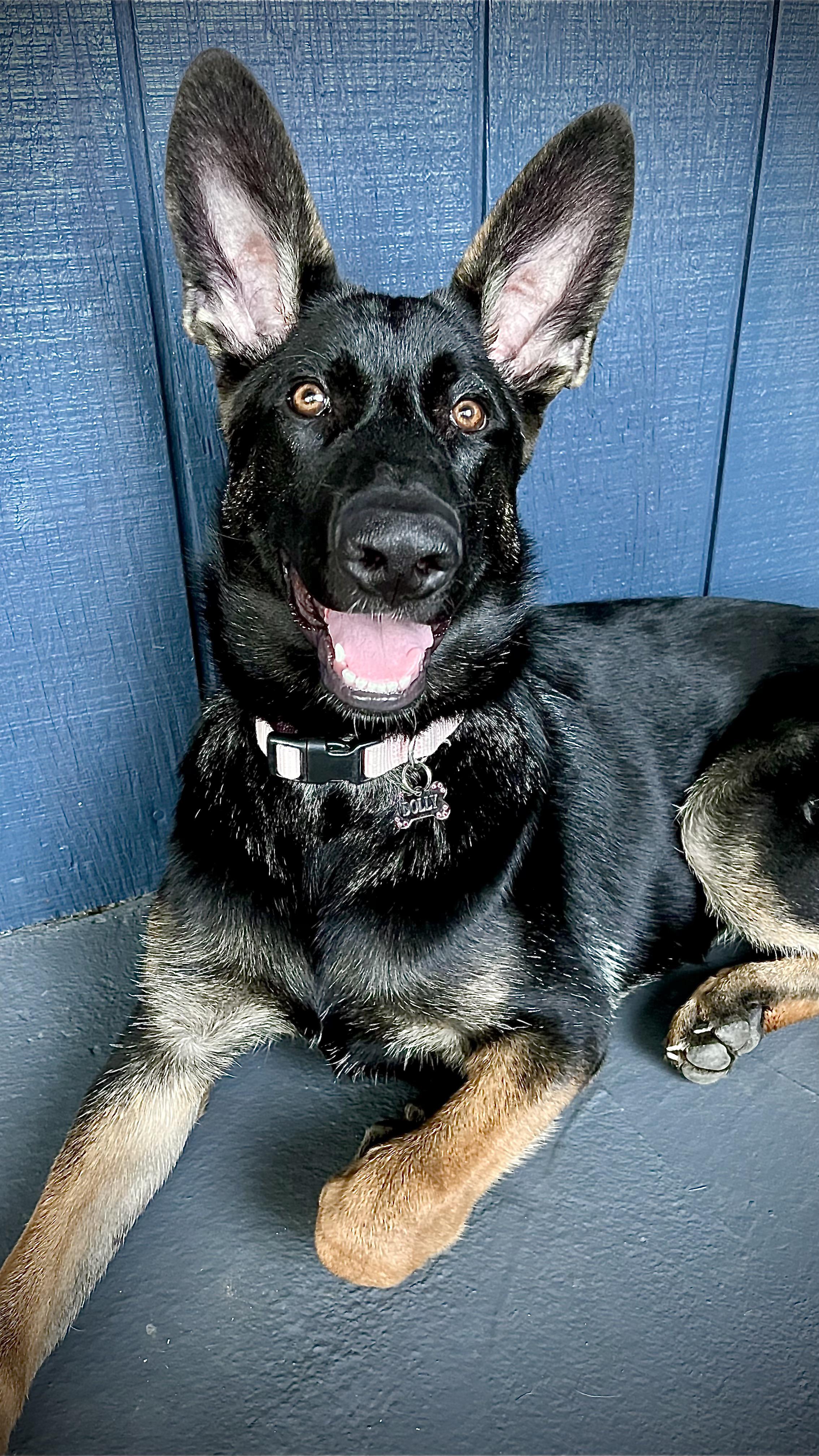 German Shepherd and Belgian Malinois Mix: Things You Need To Consider.