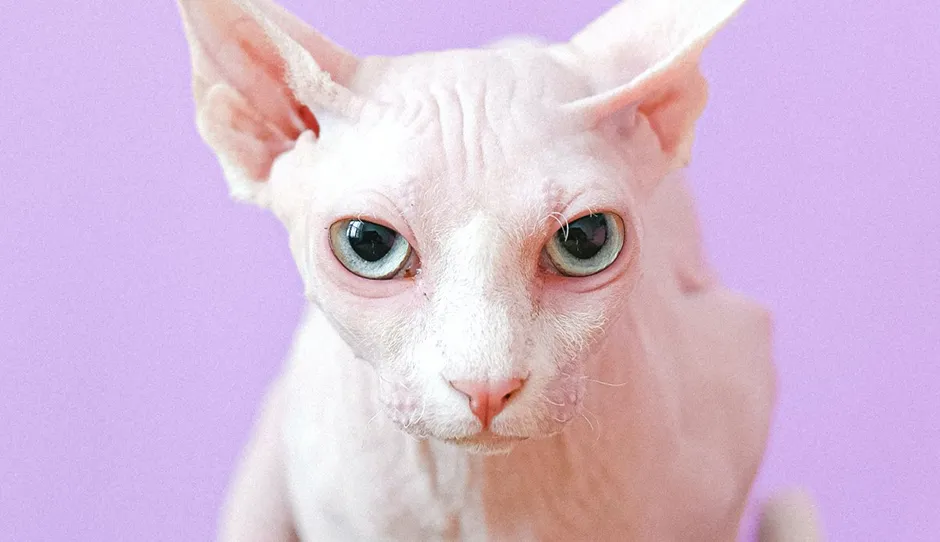 Sphynx Cattery Ohio: Your Guide to Finding a Hairless Feline Friend