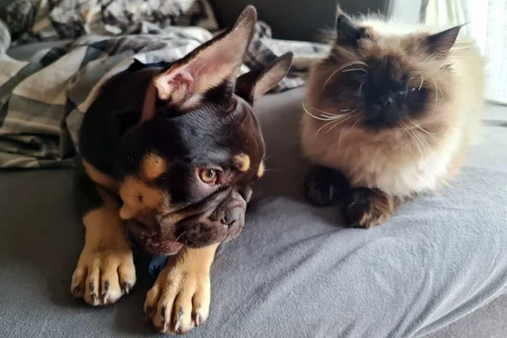 Thinking of Getting Bulldog Cats? Read This Before You Decide!