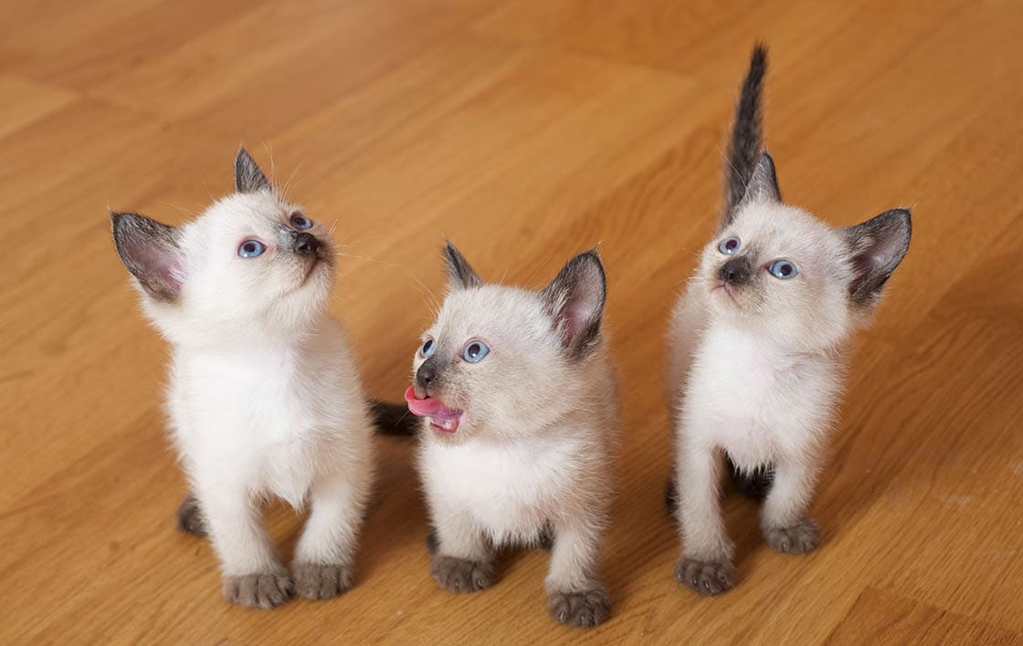 Looking for a Siamese Cattery Michigan? Heres Your Guide!