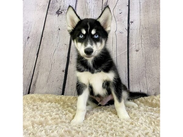 Siberian Husky For Sale In Ohio: Puppies Available Right Now