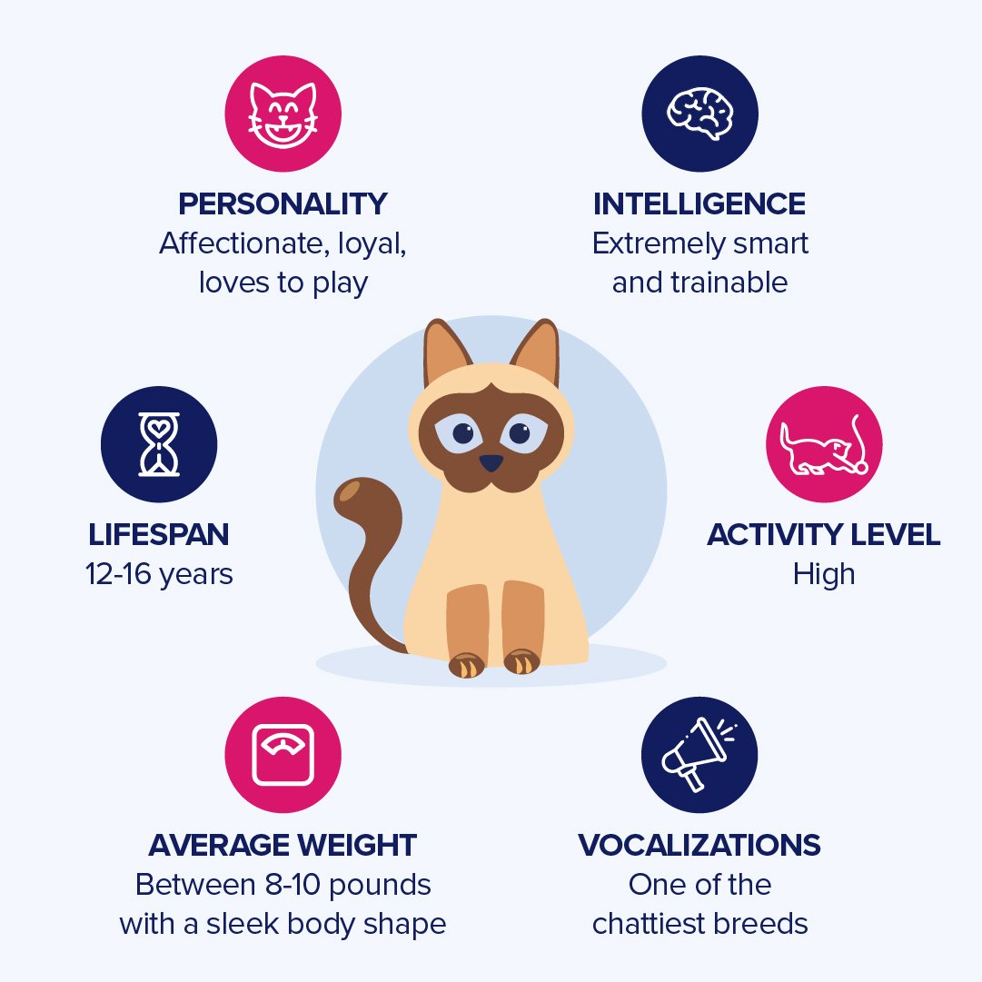 All About Siamese Cats Mix: Learn About Their Looks and Traits