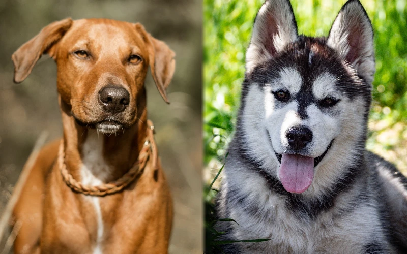 Rhodesian Ridgeback Cross Siberian Husky: A Guide to This Unique Breed Mix