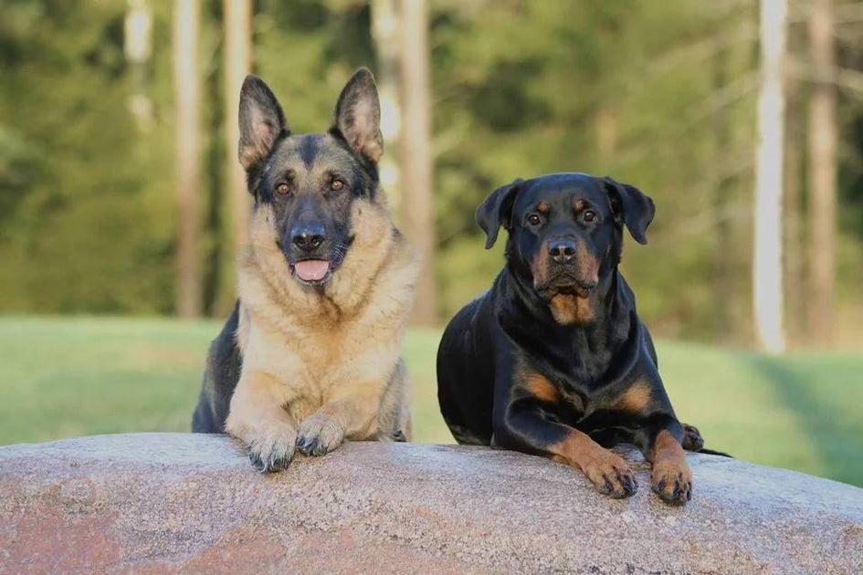 Thinking of a gsd cross rottweiler? Get the Facts Here!