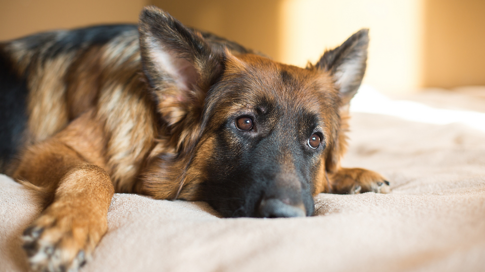 Bringing Home Newborn German Shepherd Puppies? Get Prepared Now!