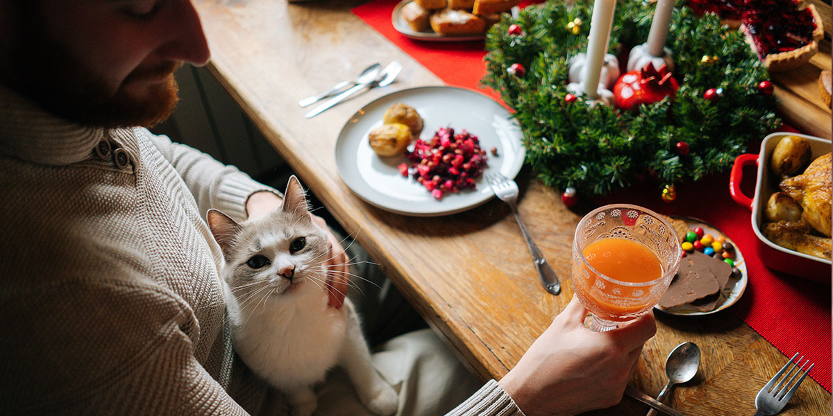 Cat Food Thanksgiving Dinner Guide | How to Make a Healthy Holiday Meal for Cats