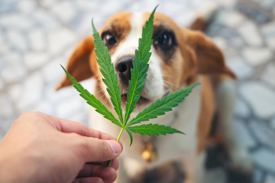 Is Weed and Feed Safe for Pets? Heres What You Need to Know Today!