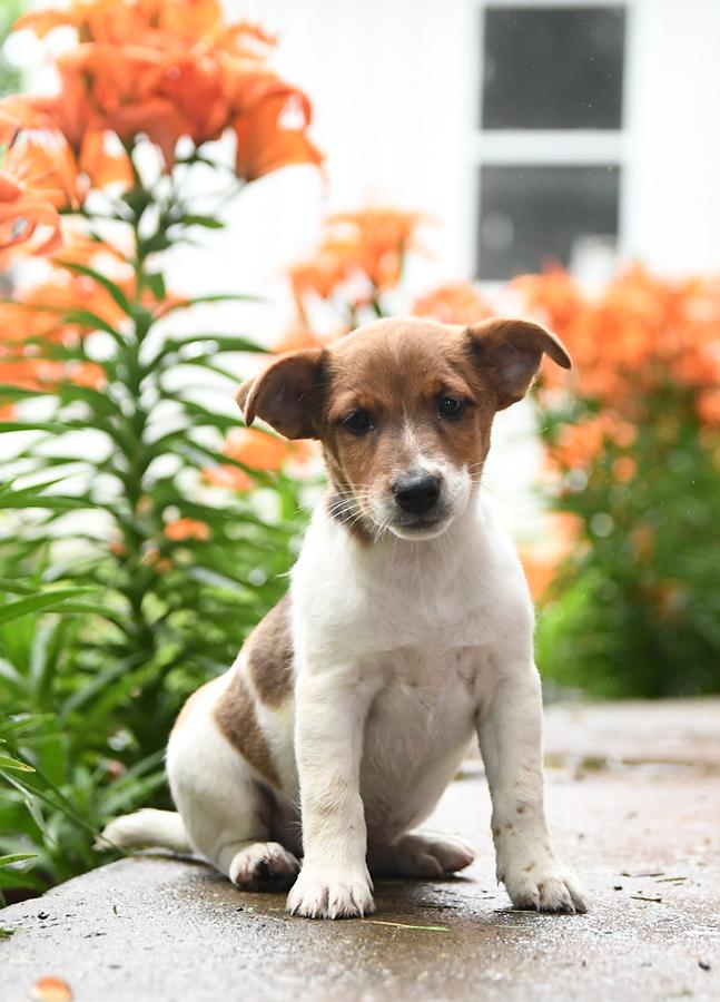 Parsons Jack Russell Dogs for Sale: Find Your New Best Friend Today