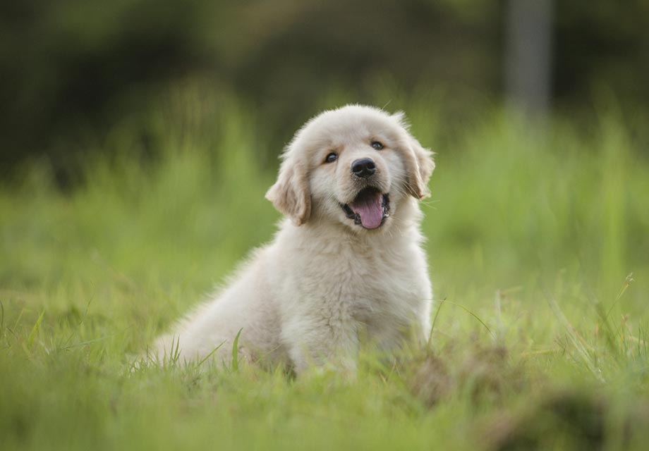 Looking for Golden Retriever Puppies NJ? Top Breeders Listed Here!