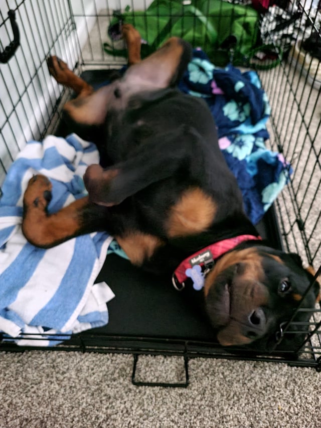 Whats the Best Rottweiler Crate Size? Tips to Keep Your Pup Comfortable and Safe