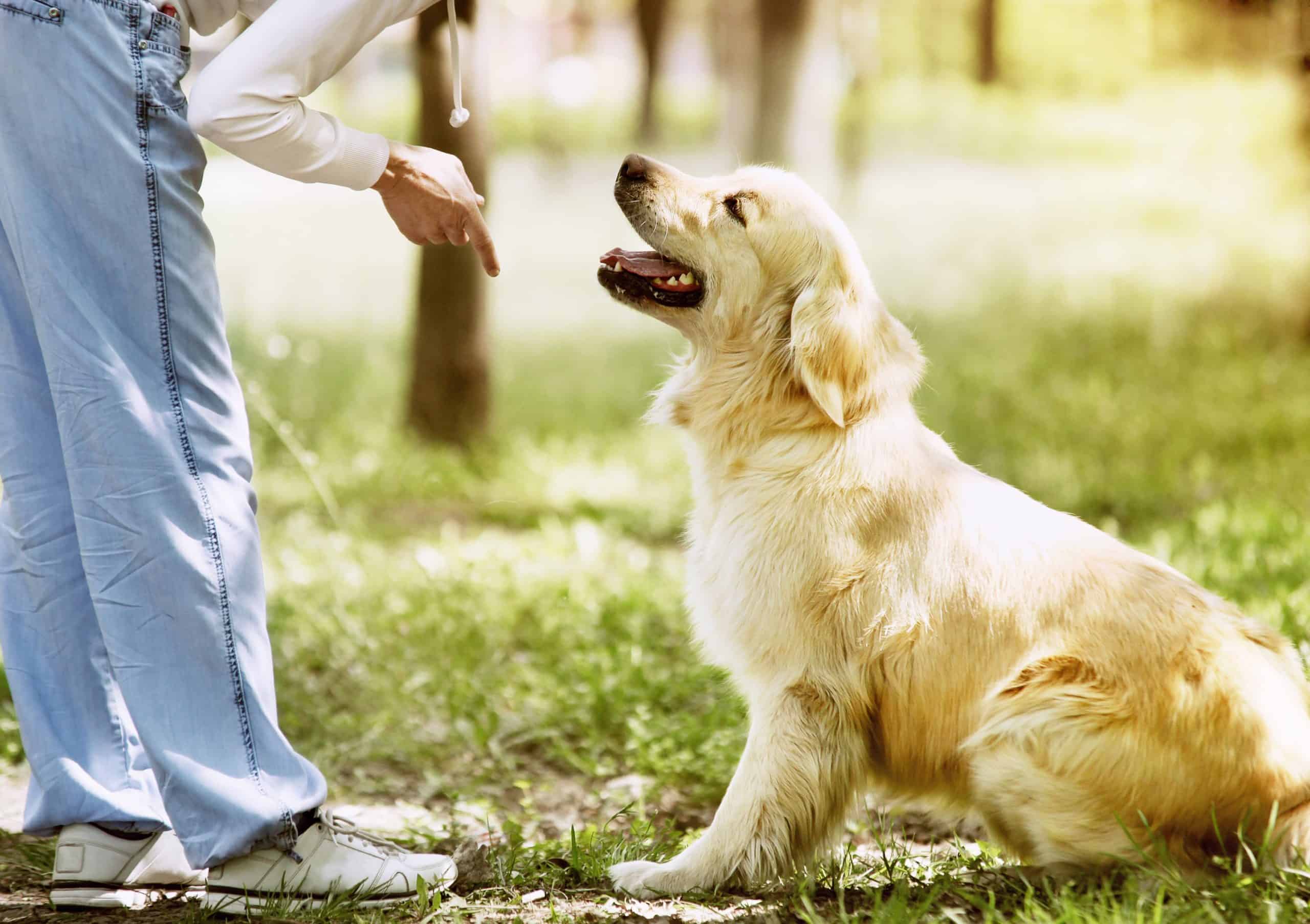 Large Golden Retriever Training Tips! Learn How to Train Your Lovable Big Dog Effectively