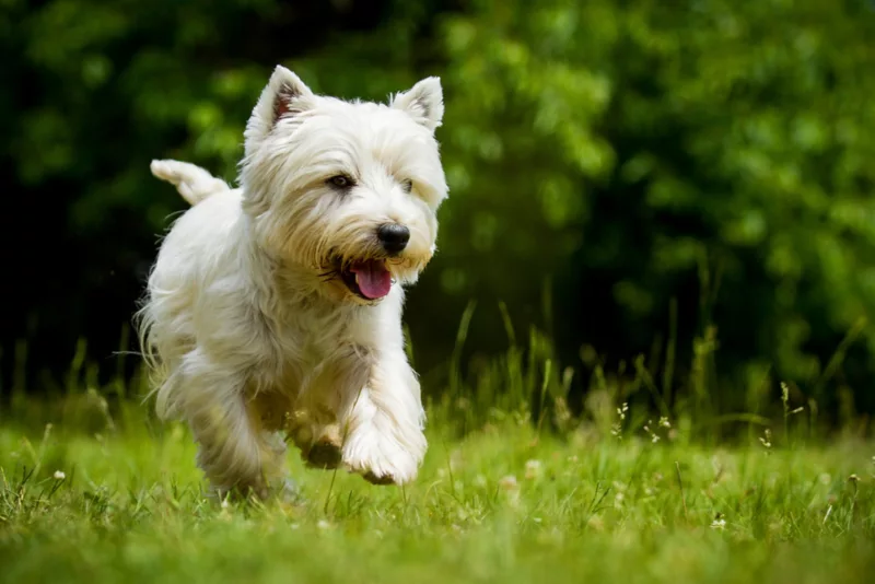 West Highland White Terrier News: Whats New with Westies? Check Out These Cute Stories and Breed Updates!