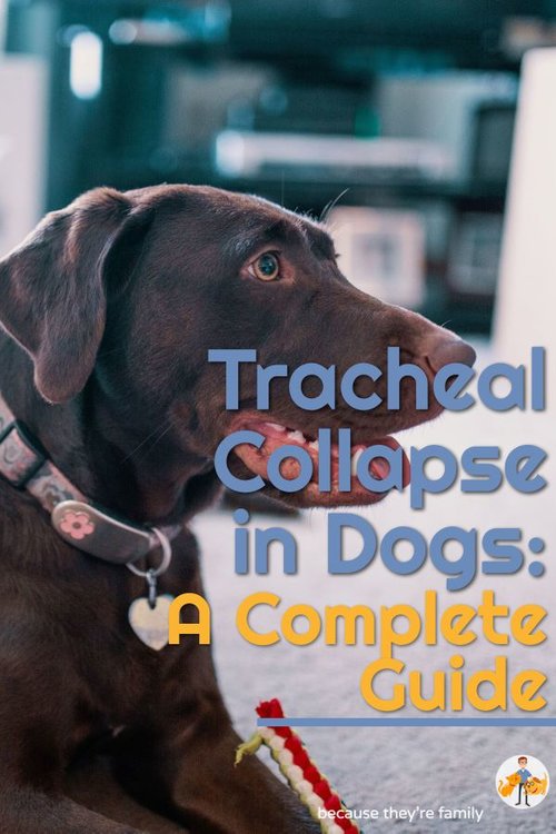 Dealing with Tracheal Collapse vs Kennel Cough: Easy Guide for Dog Owners!