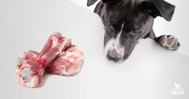Can Dogs Have Pork Chop Bones? Learn the Risks Before You Give