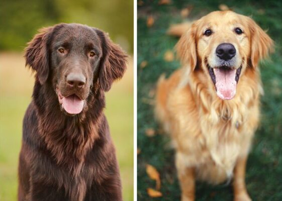 Flat Coated Retriever or Golden Retriever: Find Your Perfect Furry Friend!