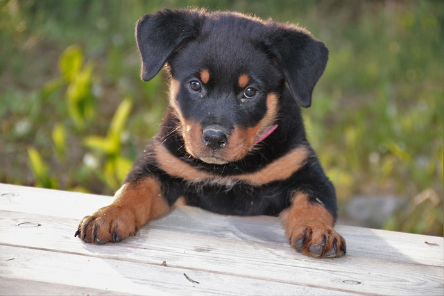 Whats the Best Rottweiler Crate Size? Tips to Keep Your Pup Comfortable and Safe