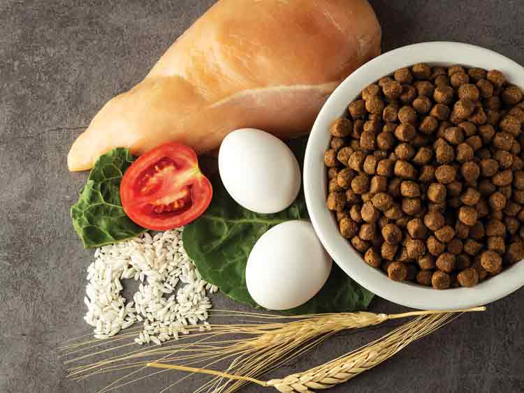 Pet Food Forum: Learn about Ingredients and Nutrition for Your Pet.