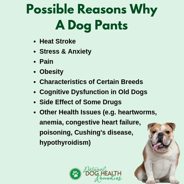 Panting Bulldog: Why Is My Bulldog Panting So Much and What Can I Do About It?