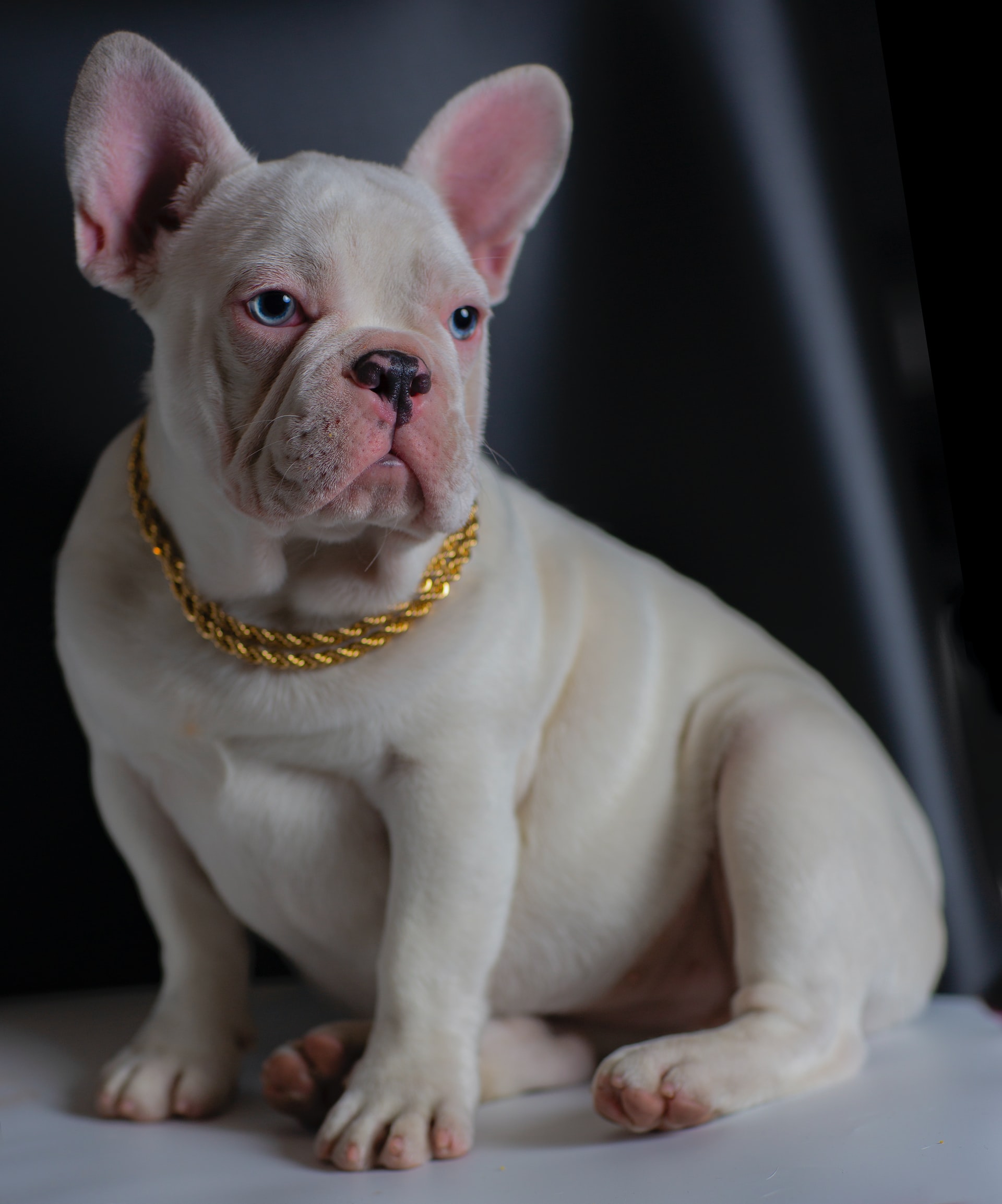 Platinum French Bulldog Price: What to Expect When Buying This Rare Breed?