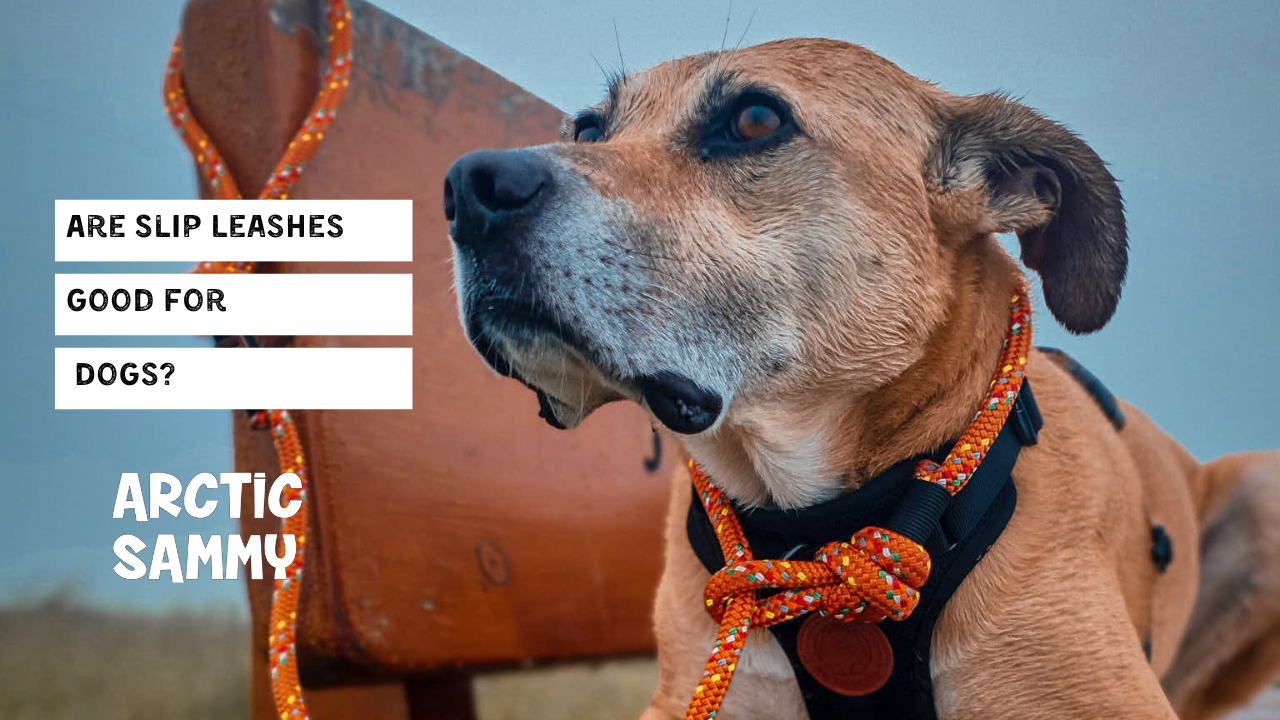 Why Rope Slip Leads Dogs? Learn How to Choose the Right Leash!