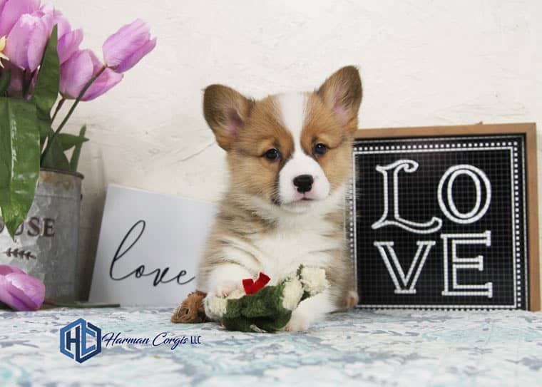 Looking for Pembroke Corgi Puppies in Texas? Find Your New Best Friend Here!