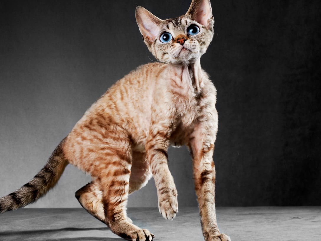Looking for a Cornish Rex Cattery? Heres Your Guide!