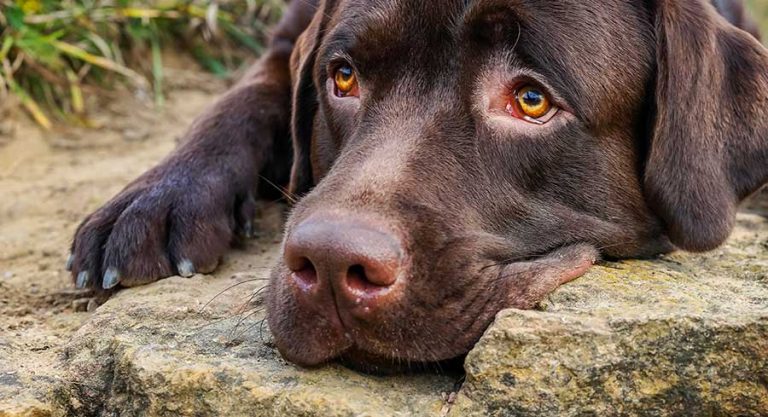 Do Labrador Retrievers Smell? Learn How to Deal With Dog Smells Effectively!