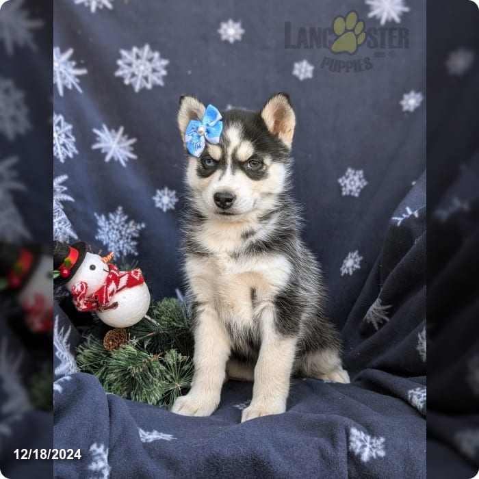 Siberian Husky Puppy for Sale Near Me (Adorable Pups Ready for Homes!)
