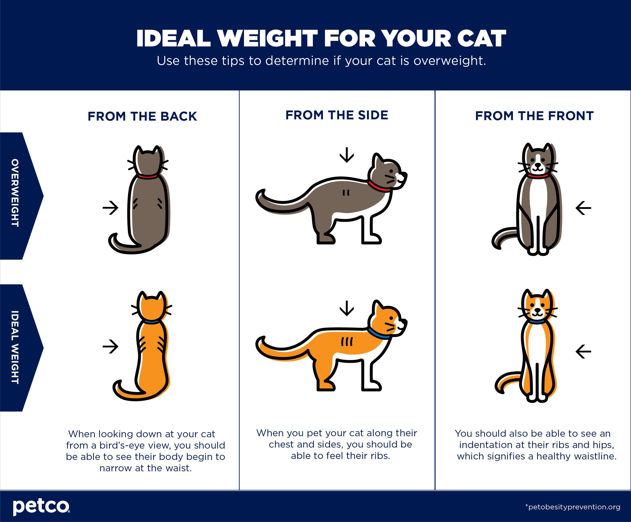 Is your cat overweight? Learn how fat cat cat food can help. This is a guide about how fat cat cat food can help.