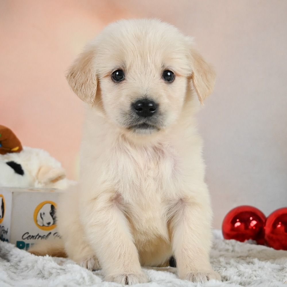 Golden Retriever Puppies Nebraska: Discover the Cutest Puppies in Nebraska Now