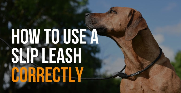 Using a Rope Slip Lead for Dogs: Easy Training Tips!