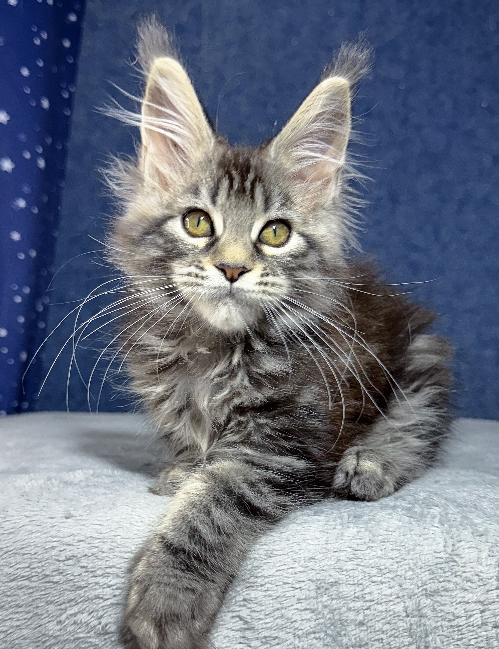 Looking for Maine Coon Kittens? Adorable Maine Coon Cats for Sale in MD, Find Your Perfect Feline Friend!