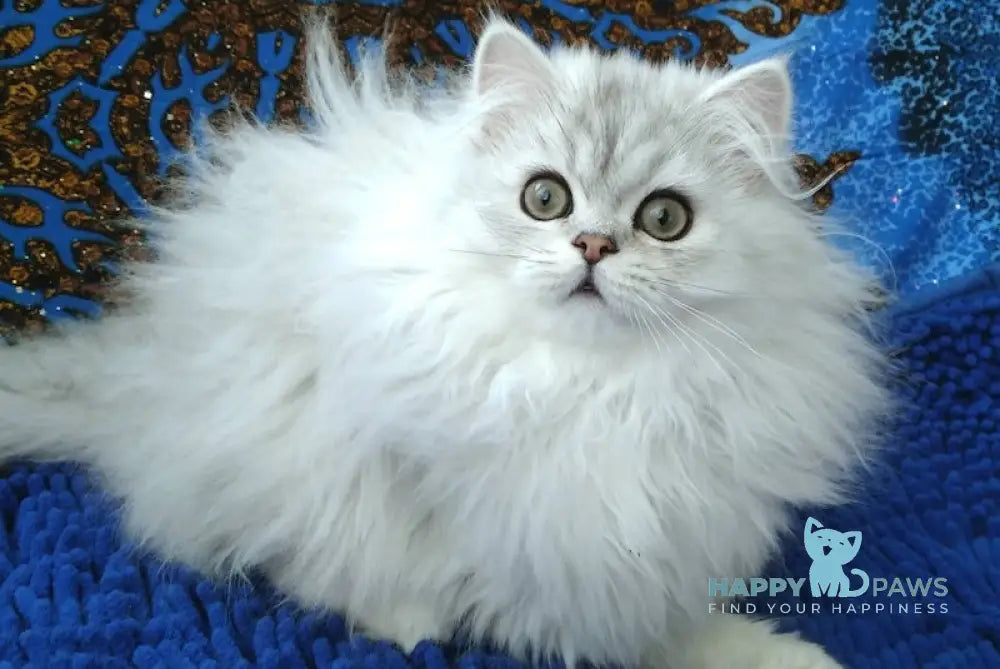 For Sale Persian Cat: Discover the Best Prices Here!