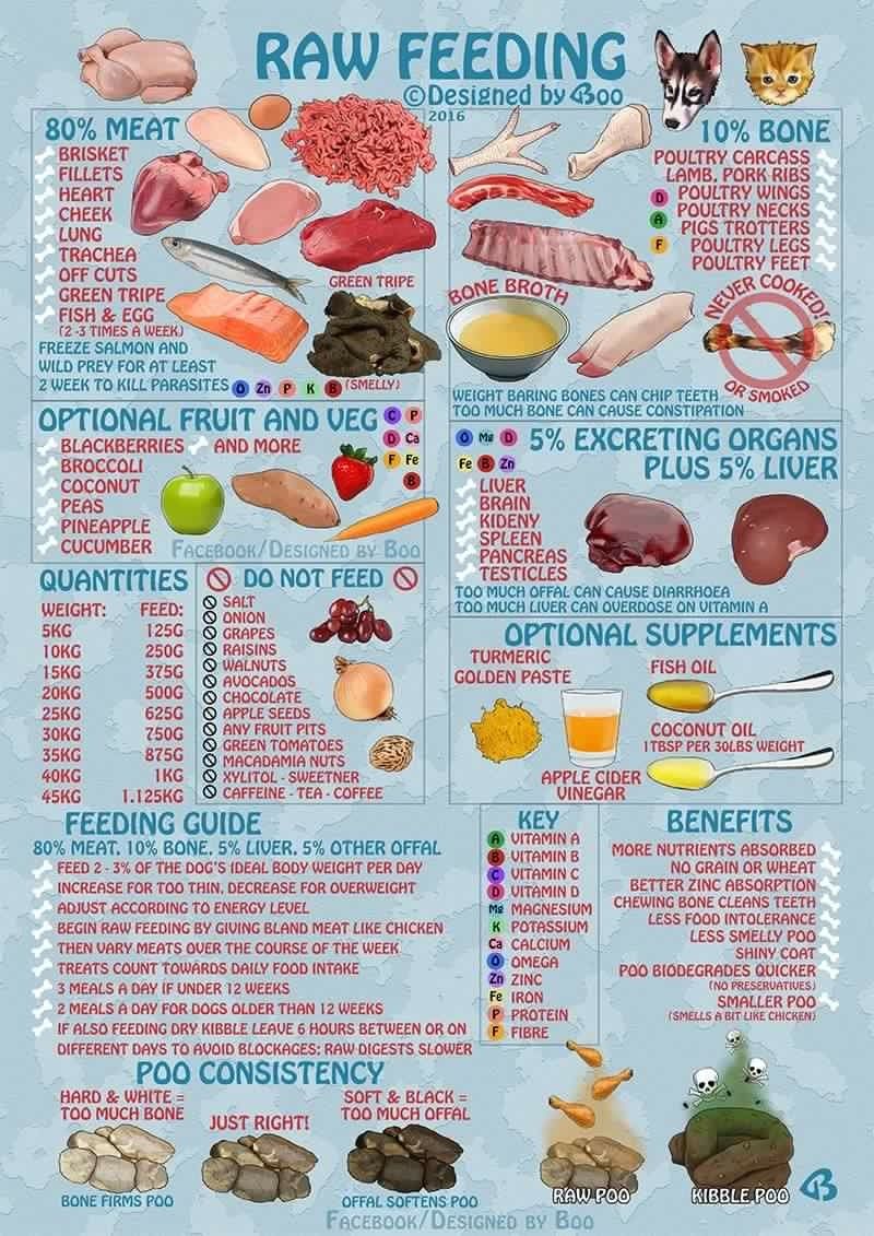 Raw Food Diet for Rottweilers: Is It Right for Your Dog?