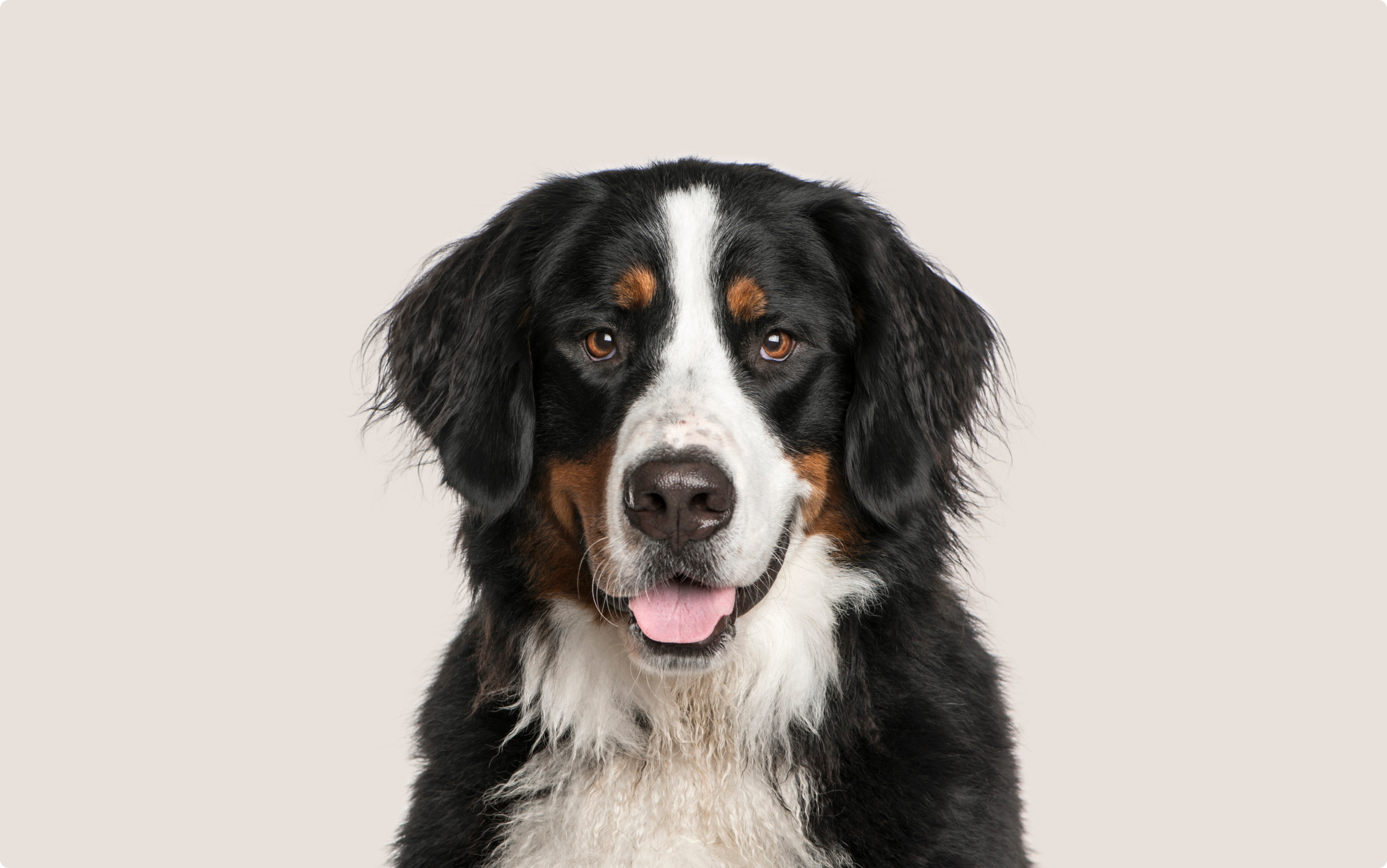 Hot Bernese Mountain Dog News: Common Health Problems and How to Prevent Them